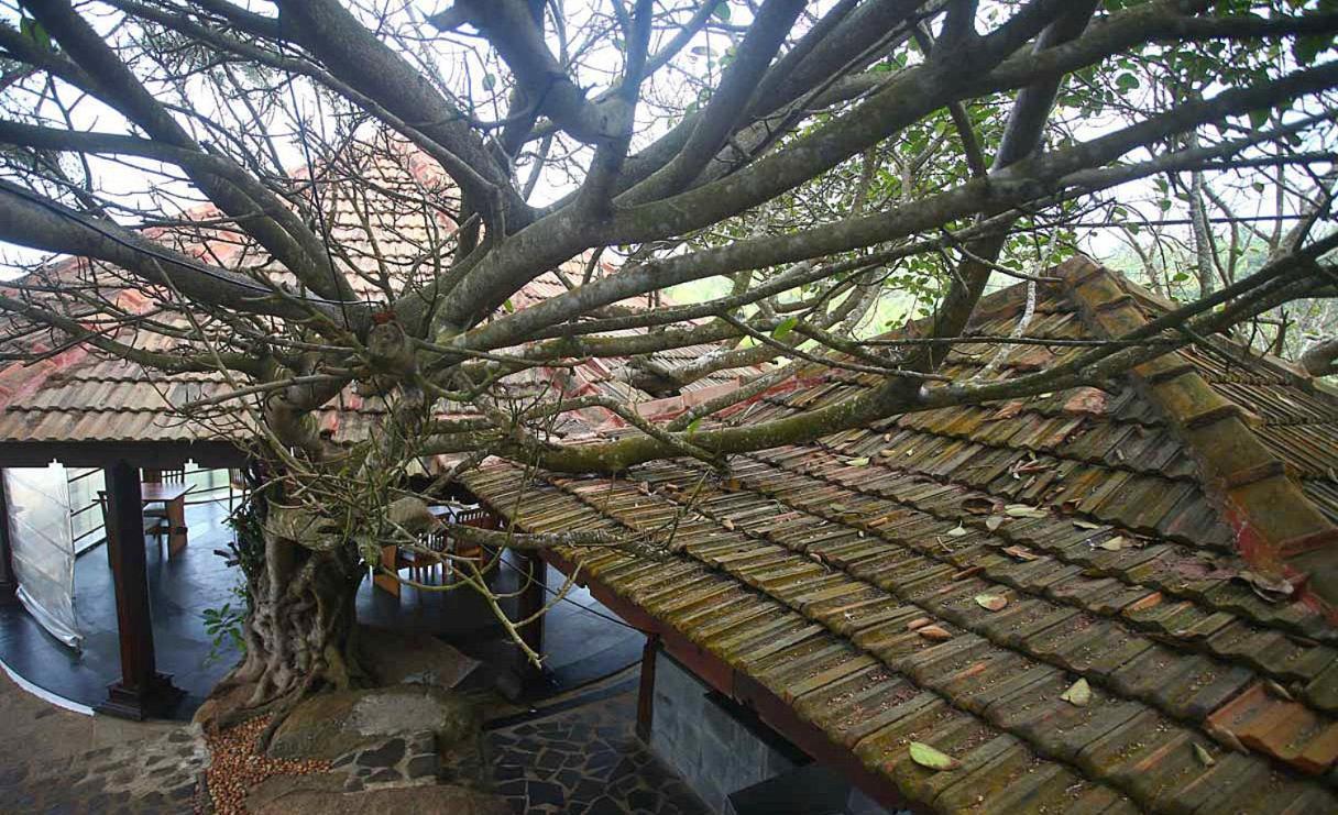 Niraamaya Wellness Retreats, Surya Samudra, Kovalam Ngoại thất bức ảnh